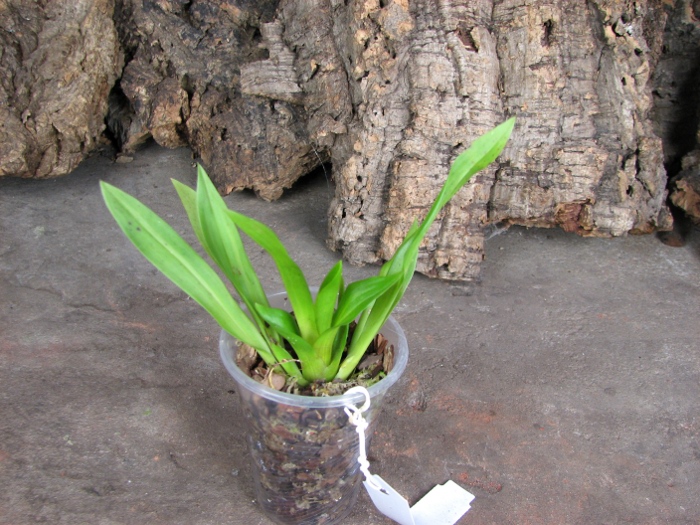 Pescatoria coronaria.JPG