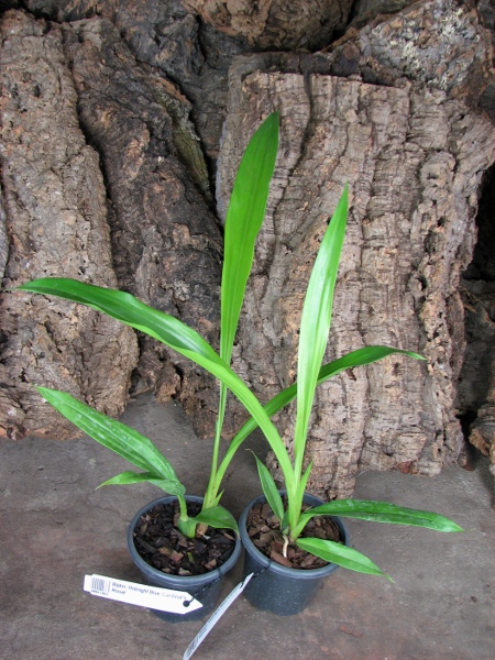 Bollopetalum Midnight Blue 'Cardinal's Roost'.JPG
