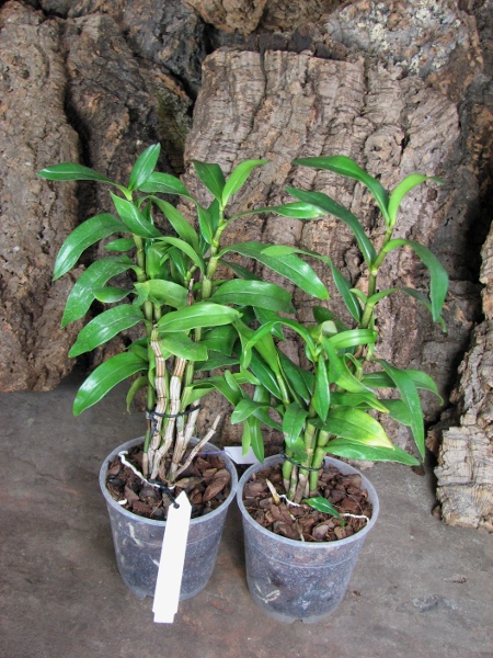 Dendrobium Dawn Marie.JPG