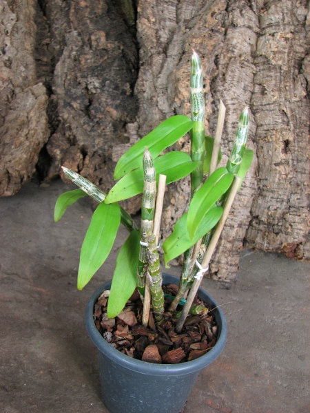 Dendrobium cretaceum.JPG