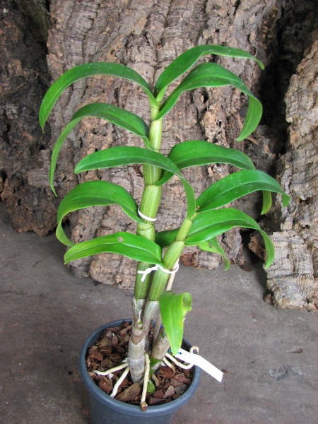 Dendrobium formosum.JPG