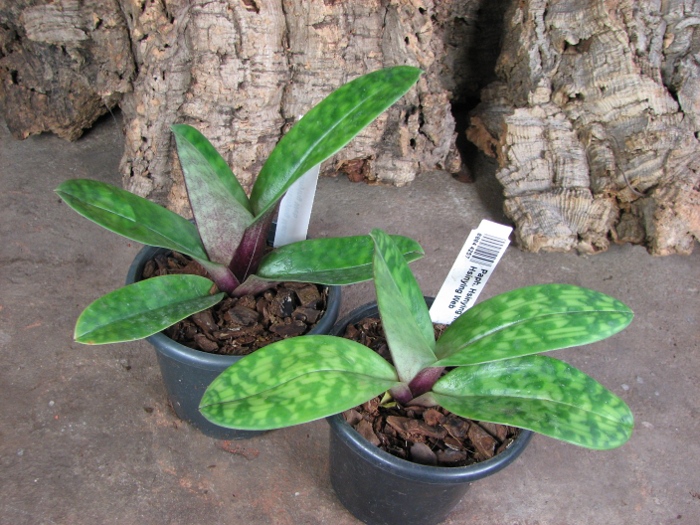 Paphiopedilum Hsinying Macasar x Hsinying Web.JPG