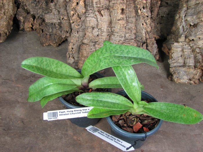 Paphiopedilum Hung Sheng Star x Winston Churchill 'Indomitable'.JPG