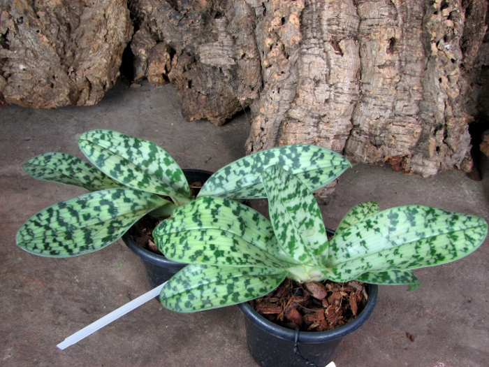Paphiopedilum curtisii x Shin-Yi Heart.JPG