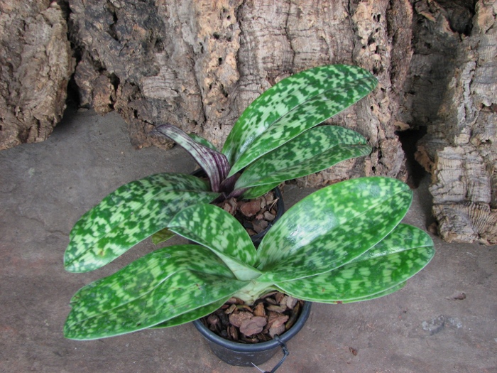 Paphiopedilum Shin-Yi Heart x Hung Sheng Star.JPG