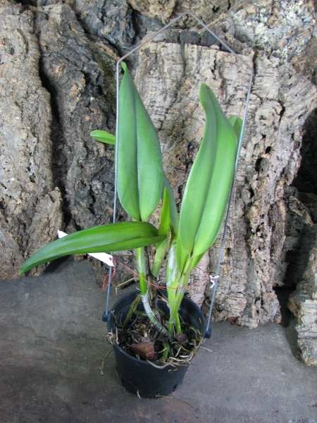 Potinara Haw Yuan Gold 'YC#2' (Pot. Lemon Tree x Blc. Tassie Barbero).JPG