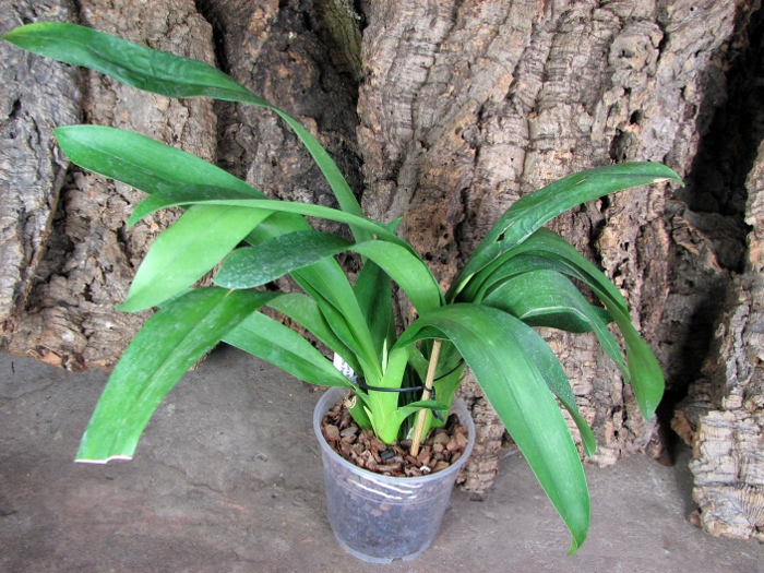 Oncidium Ron's Rippling Delight 'Pacific Parfait'.JPG