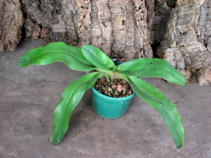Paphiopedilum Hung Sheng Knight (moquetteanum x hangianum).JPG