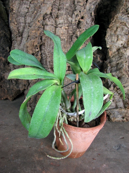 Laeliocattleya Dakao 'Flamea Enami' (Lc. Flirtatious Okami x C. walkeriana).JPG