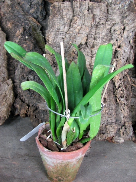 Brassolaeliocattleya Memoria Tiang 'Pipob'.JPG