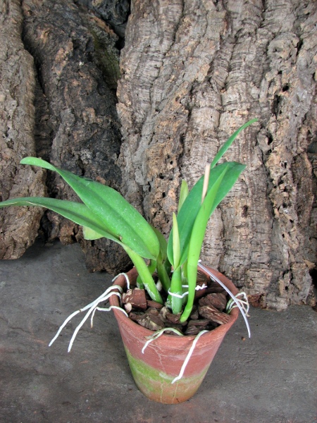 Potinara Chief Free 'Happy Tuesday'.JPG