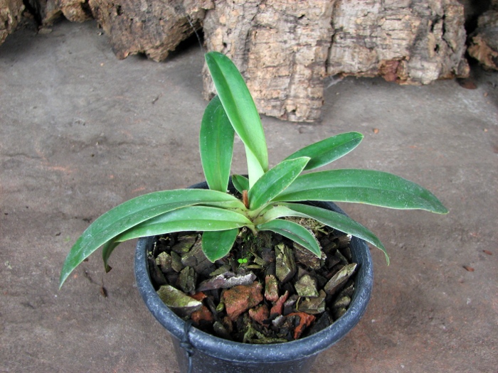 Paphiopedilum helenae x fairrieanum.JPG