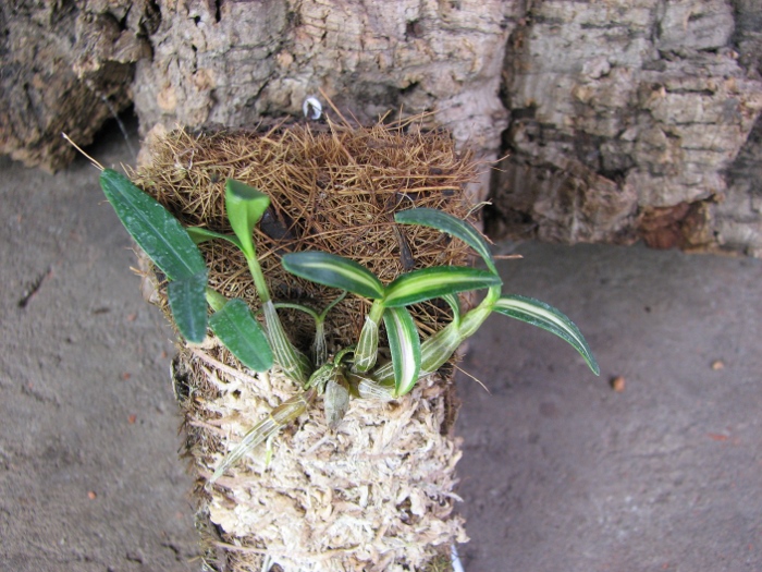 Dendrobium moniliforme Kanayama.JPG