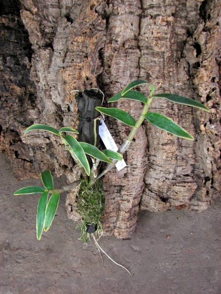 Dendrobium moniliforme Kinzankongo.JPG