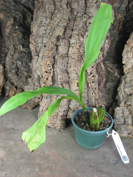 Angulocaste 'Suprice'.JPG