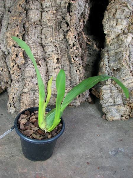 Rhynchostele cordatum.JPG