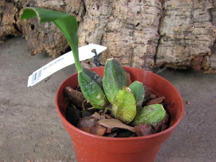 Rhynchostele cervantesii.JPG