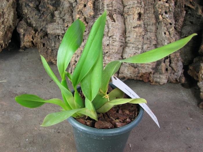 Rhynchostele maculatum.JPG