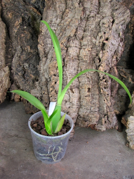 Brassia Enteral Wind 'Summer Dream'.JPG