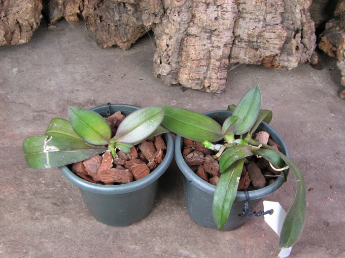 Phalaenopsis Mini Mark.JPG