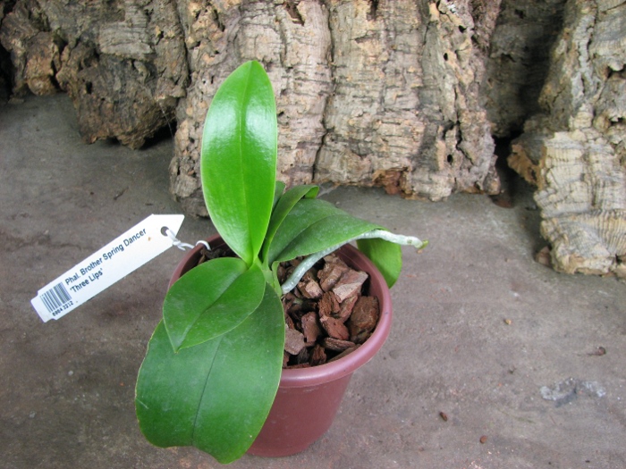 Phalaenopsis Brother Spring Dancer 'Three Lips'.JPG