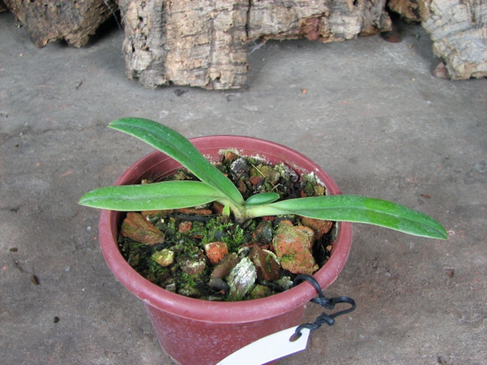 Paphiopedilum helenae.JPG