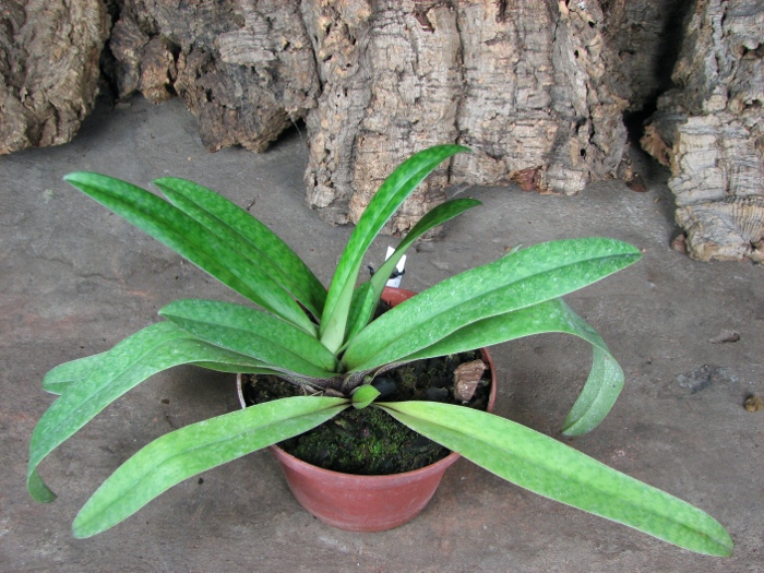 Paphiopedilum bellatulum 'Good Dorsal' x Paphiopedilum villosum 'Naeshan'.JPG