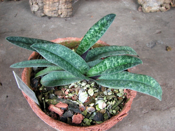 Paphiopedilum armeniacum x Paphiopedilum concolor 'Daya'.JPG