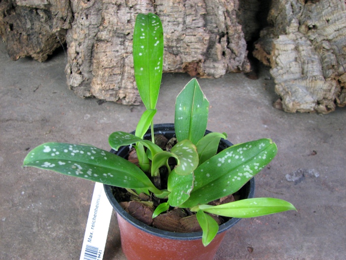 Maxillaria reichenheimiana.JPG