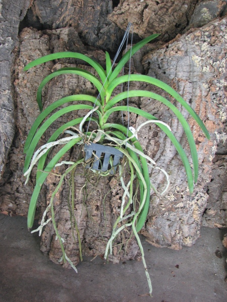 Ascocenda Kulwadee Fragrance 'Maroon Spot'.JPG