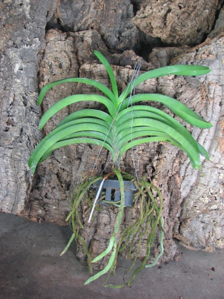 Ascocenda Phairot x Vanda Boonchoosand.JPG