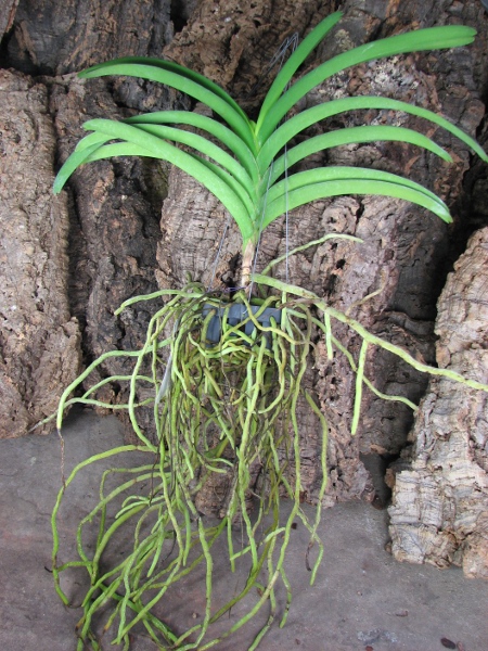 Vanda Gordon Dillon Lea x Ascocenda Suksamran Spot.JPG