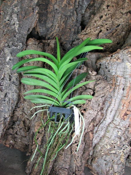 Vanda Pak Chong Blue.JPG
