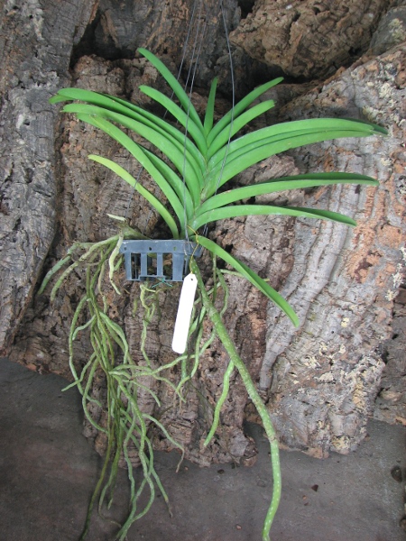 Vanda Robert Delight 'Dark Red'.JPG