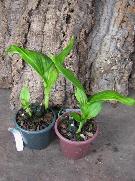 Anguloa virginalis.JPG