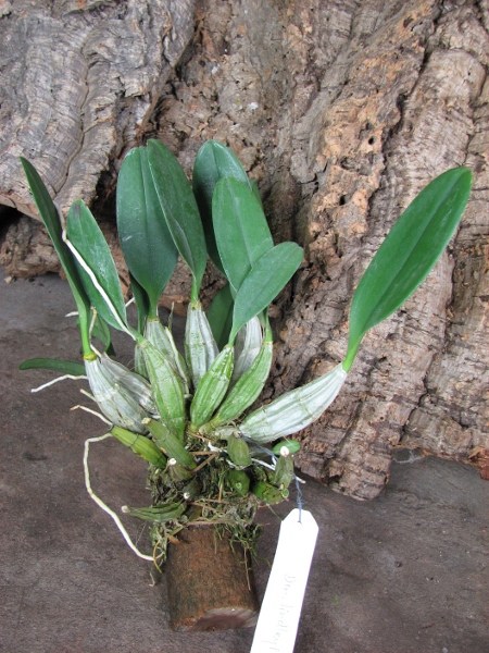 Dendrobium lindleyi.JPG