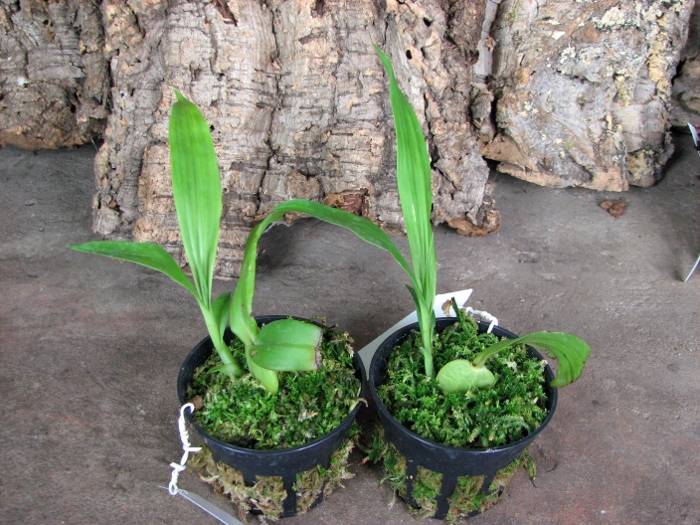 Lycaste dyeriana.JPG