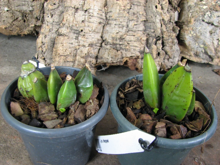 Lycaste deppei.JPG