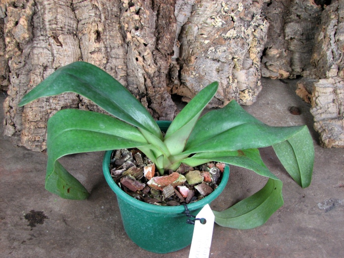 Paphiopedilum moquetteanum x anitum.JPG