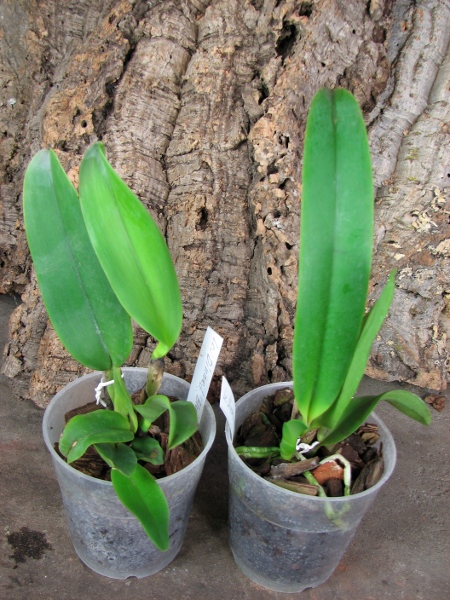 Laeliocattleya Dinard 'Blue Heaven'.JPG