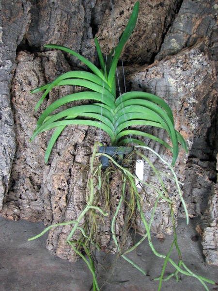 Ascocenda Oriental Lunar Beach x Vanda Chaiya.JPG