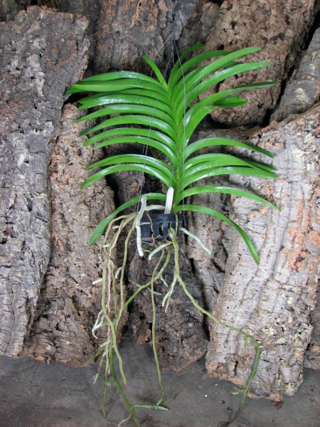 Ascocenda Sumon Spot x Vanda Srakaew.JPG