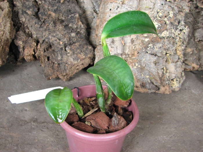 Cattleya mesquitae (C. nobilior x C. walkeriana).JPG