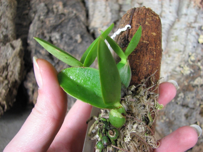 Cattleya nobilior tipo 'Suzuki' x SELF.JPG