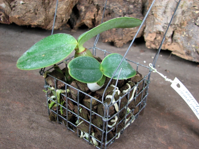 Cattleya nobilior tipo 'Rafael Wenzel' x Cattleya nobilior tipo 'Luciana'.JPG