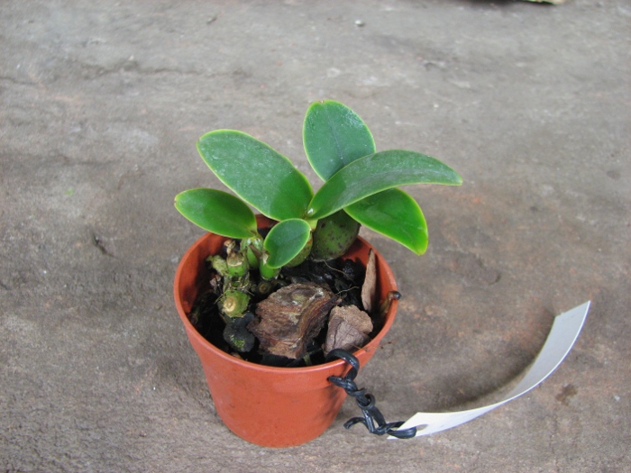 Cattleya nobilior amalie.JPG