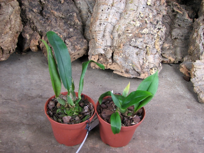 Trichopilia marginata.JPG