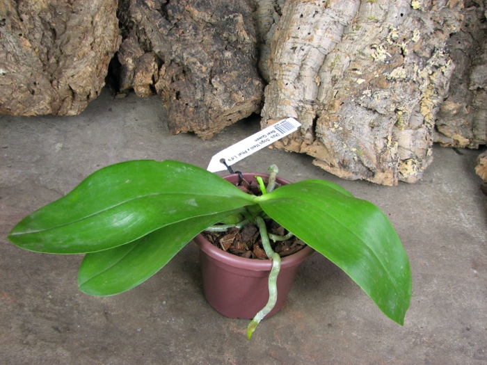 Phalaenopsis Mituo Sun 'Mituo #1' x Phalaenopsis Ld's Bear Queen.JPG