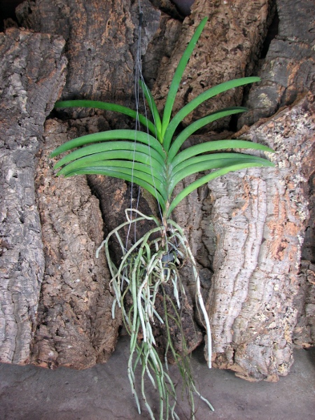 Vanda Thanadee x Srakaew.JPG