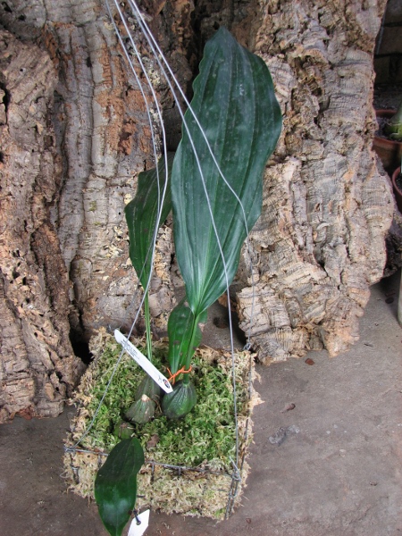 Stanhopea oculata.JPG